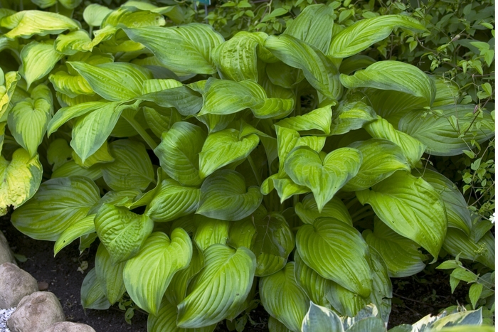 Plantain Lily - Hosta 'Stained Glass'