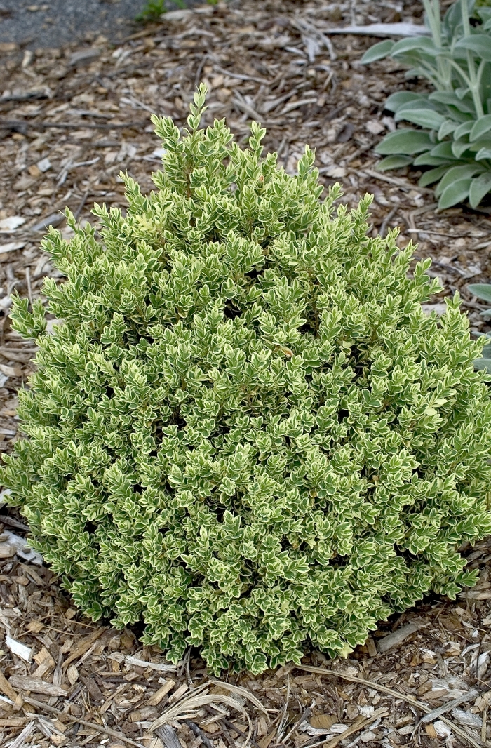 Common Boxwood - Buxus sempervirens 'Variegatus'