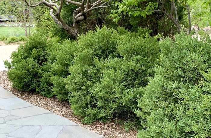 Wintergreen Boxwood - Buxus microphylla var. japonica 'Wintergreen'