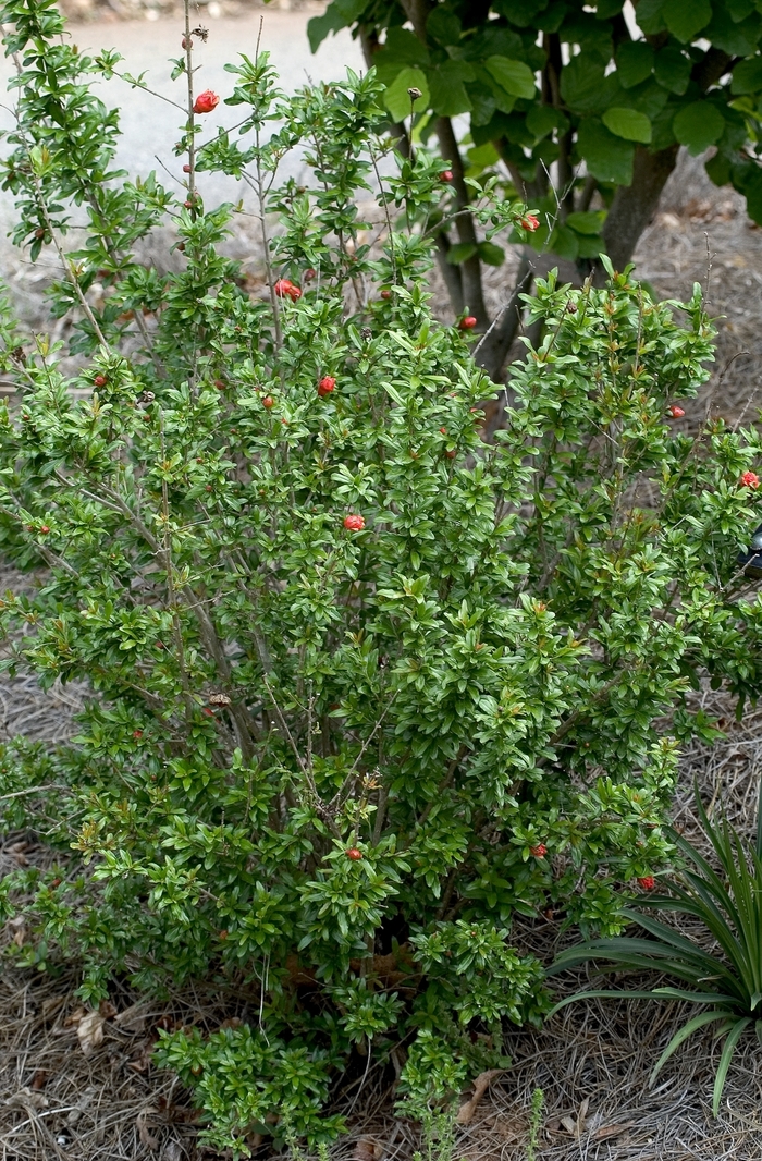 Dwarf Pomegranate - Punica granatum 'Nana' or 'Compactum'
