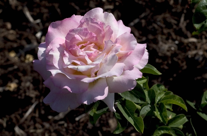 Peace Rose - Rosa 'Peace' (Rose)