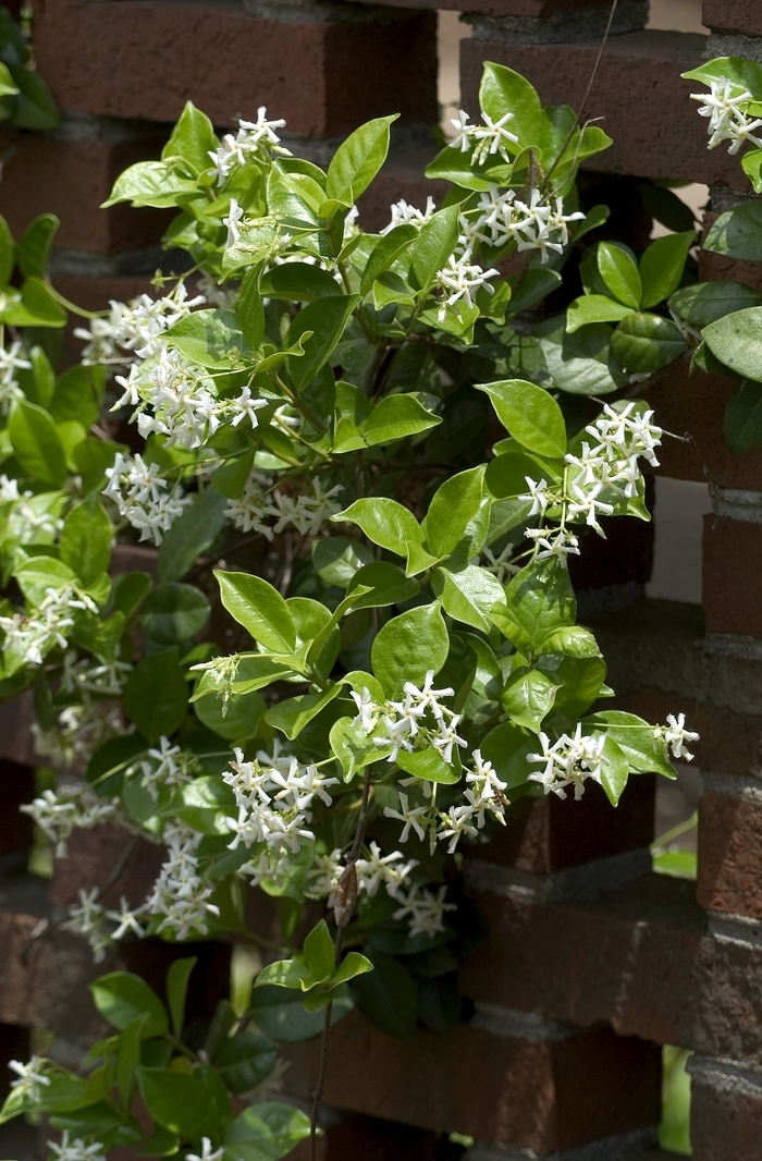 Star Jasmine - Trachelospermum jasminoides 'Madison'