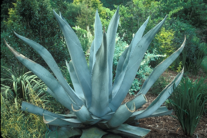 Silver Surfer Century Plant - Agave 'Silver Surfer'