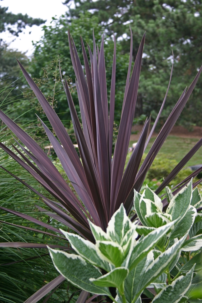 False Dracaena - Cordyline australis 'Red Sensation' False Dracaena - Cordyline australis 'Red Sensation'