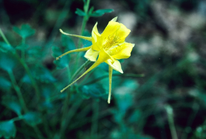 Texas Columbine - Aquilegia chrysantha var. hinckleyana