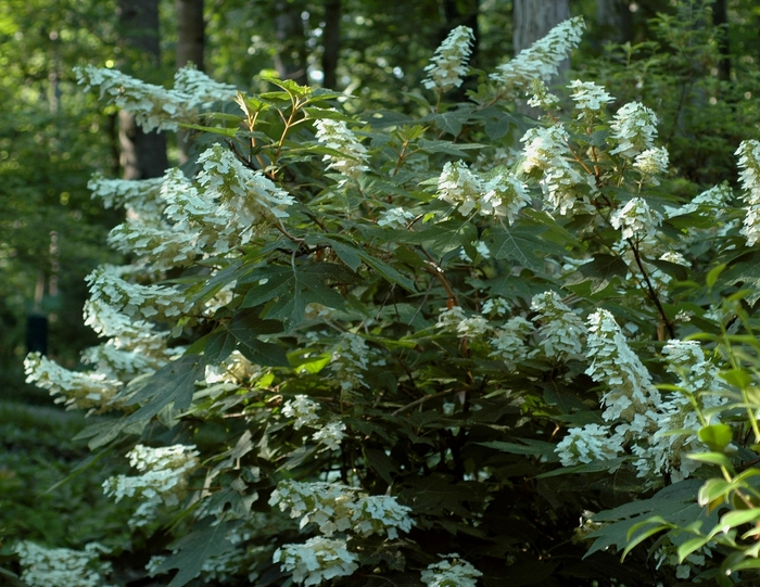 Oakleaf Hydrangea - Hydrangea quercifolia 'Ellen Huff'