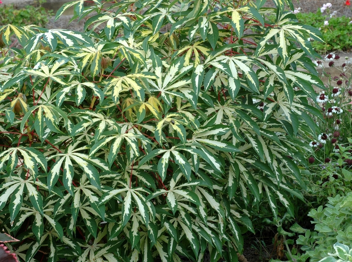 Tapioca Plant - Manihot esculenta 'Variegata'
