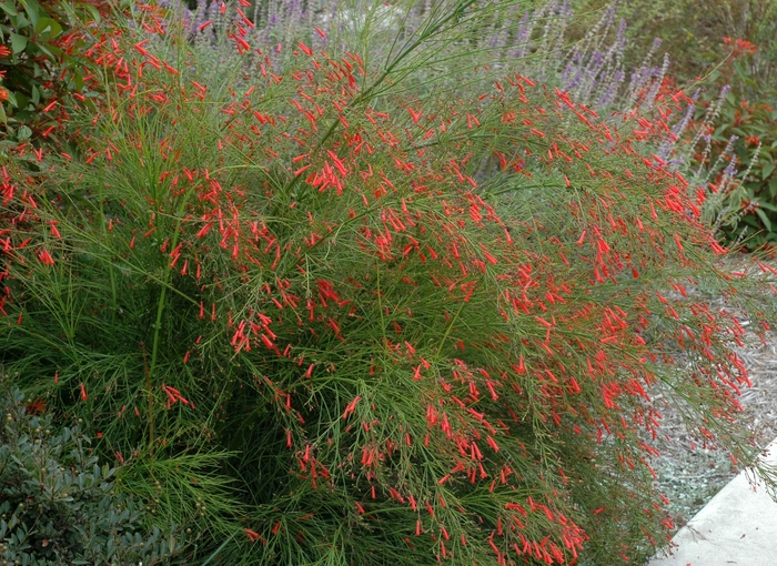 Firecracker Plant - Russelia equisetiformis