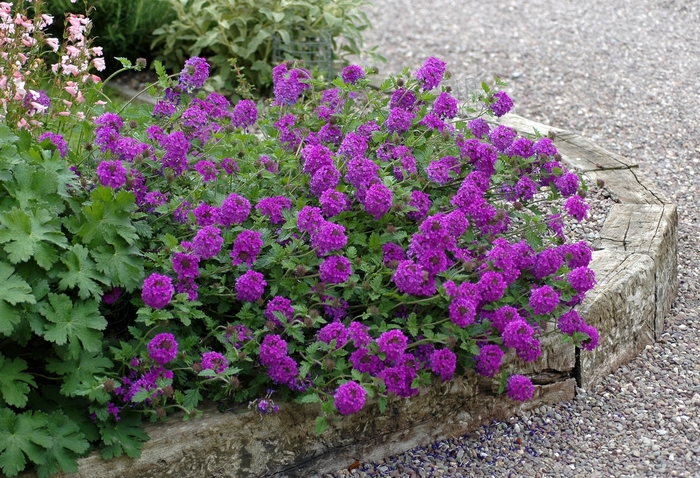 Verbena - Verbena hybrid 'Homestead Purple'