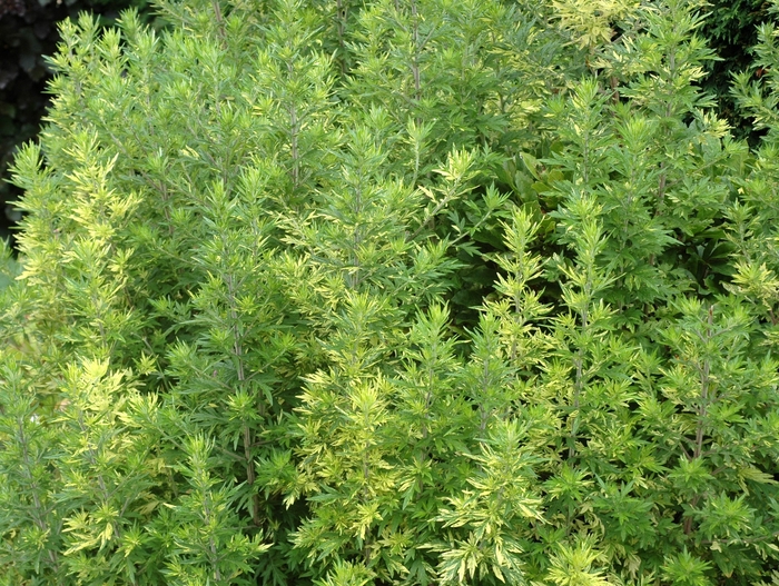 Common Wormwood - Artemisia vulgaris 'Oriental Limelight'