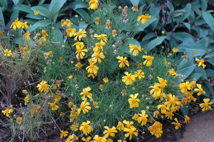 Helen flower - Helenium amarum 'Dakota Gold'