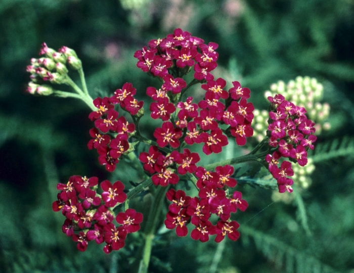 Yarrow - Achillea millefolium 'Paprika'