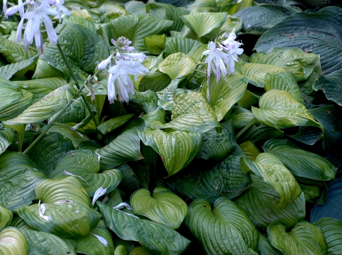 Hosta - Plantain Lily - Hosta 'Guacamole'