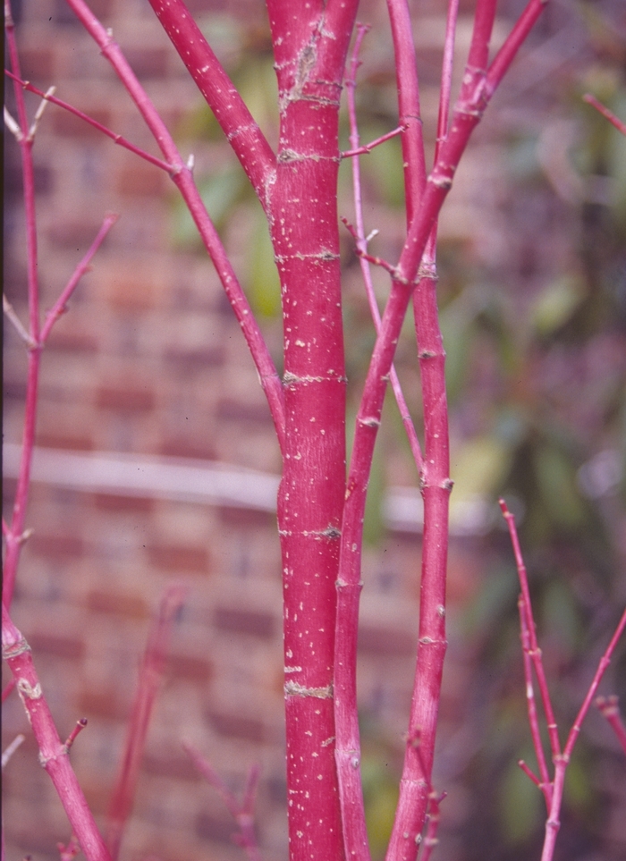 Coral Bark Maple - Acer palmatum 'Sango Kaku'