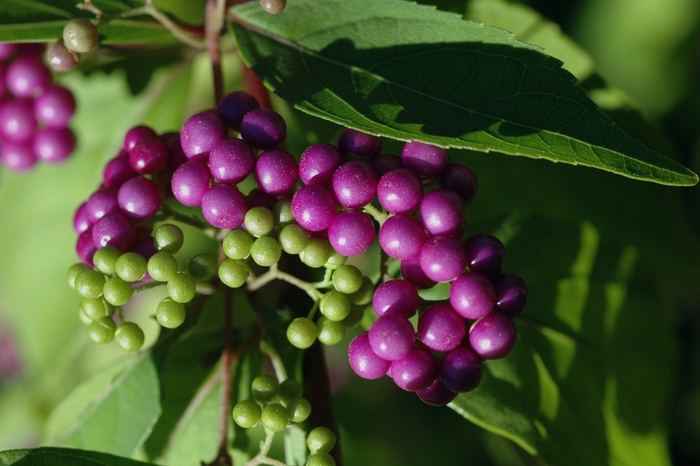 Common Beautyberry - Callicarpa dichotoma