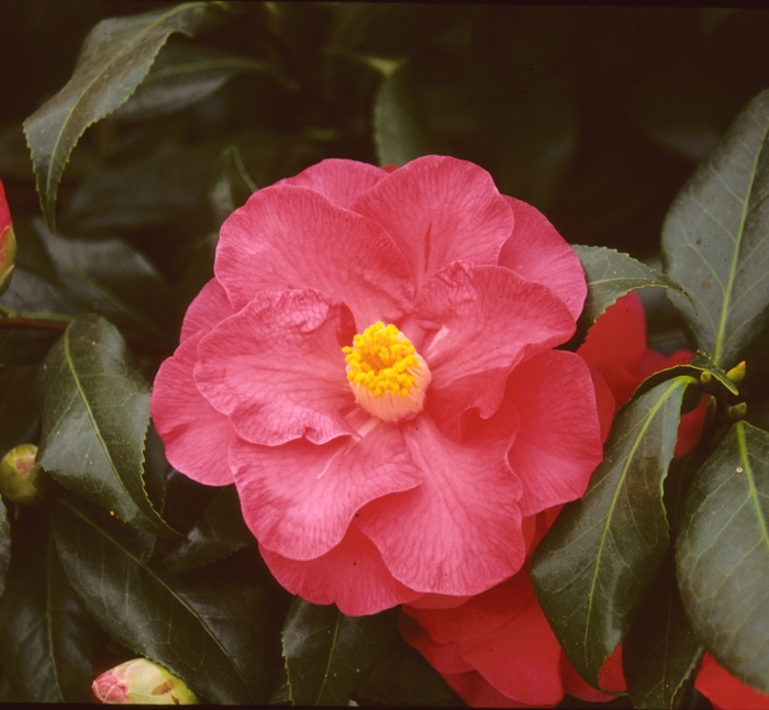 Japanese Camellia - Camellia japonica