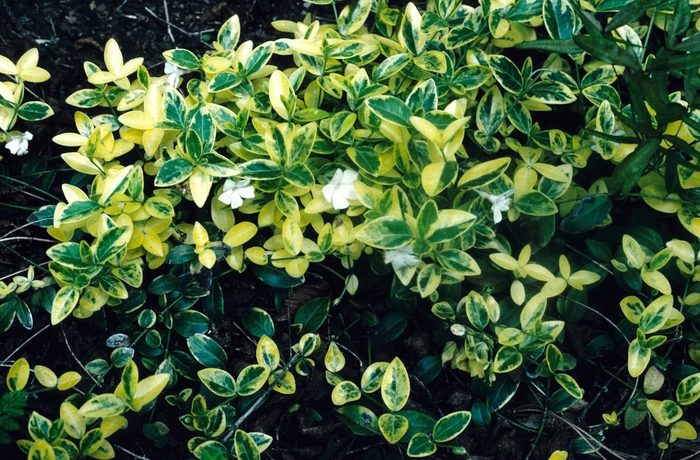 Common Periwinkle - Vinca minor 'Aureo-variegata'