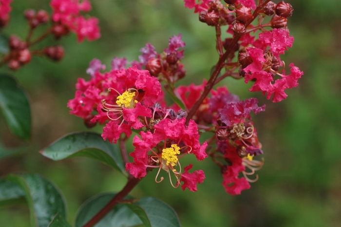 Dynamite Crapemyrtle - Lagerstroemia indica 'Dynamite'