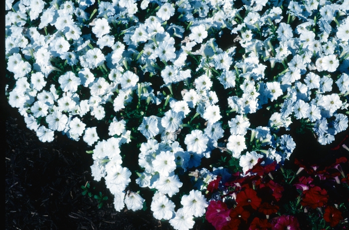 Petunia - Petunia hybrida 'Carpet White'