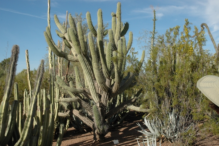 Toothpick Cactus - Stetsonia coryne