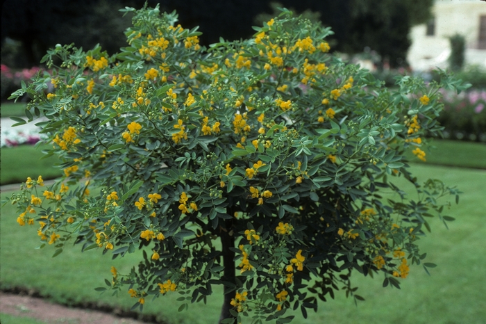 Common Tree Senna - Cassia corymbosa