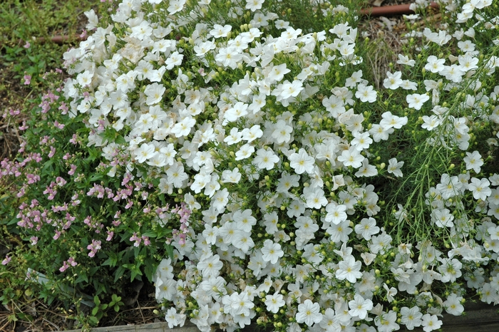 Nierembergia - Nierembergia 'White Robe'