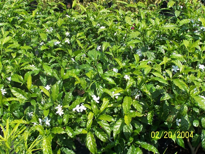 Pinwheel jasmine - Tabernaemontana divaricata