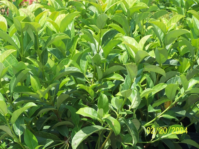 Coppertop Sweet Viburnum - Viburnum odoratissium 'Brant 01'