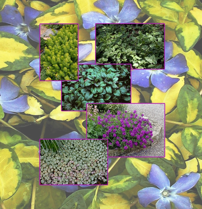 Groundcover - Multiple Varieties