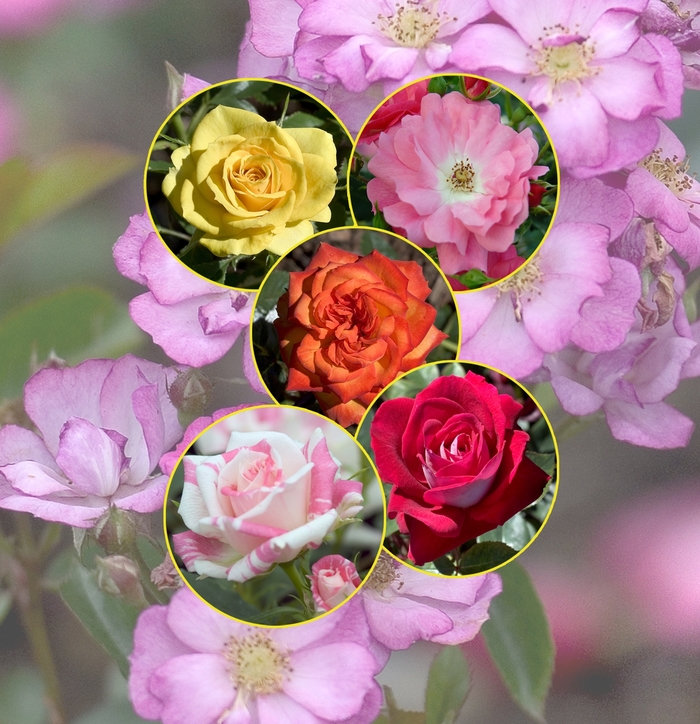 Roses - Multiple Varieties