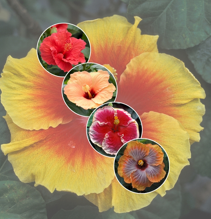Hibiscus - Tropical - Multiple Varieties