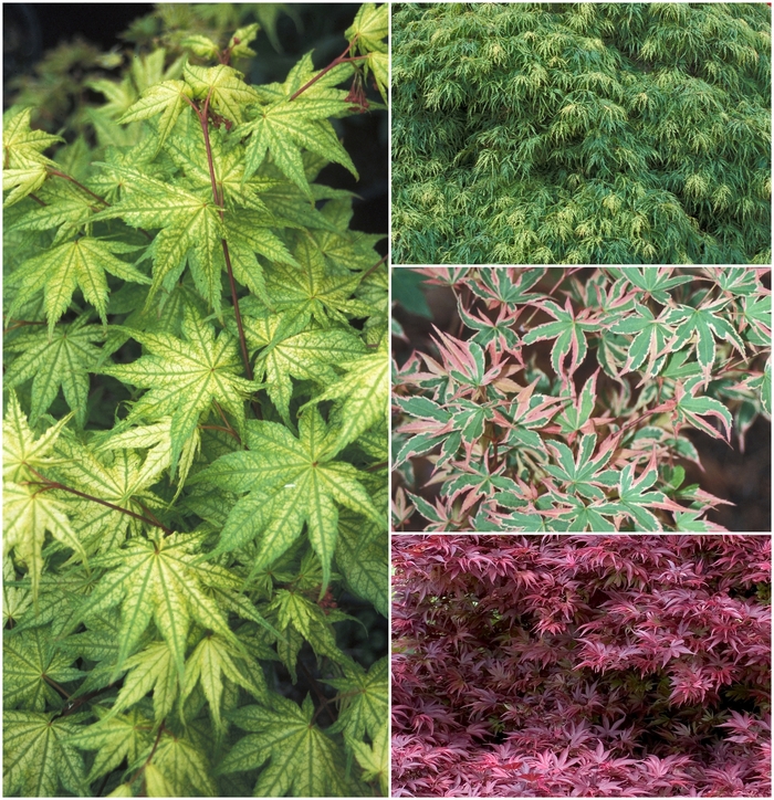 Japanese Maple - Acer palmatum - Multiple Varieties