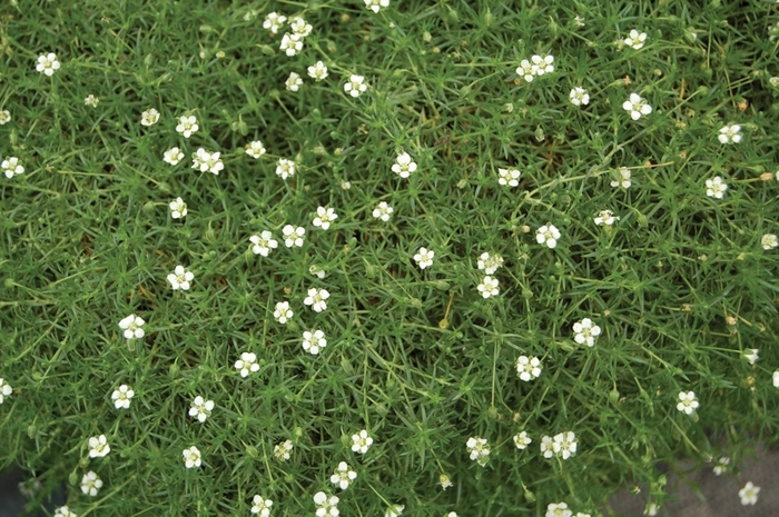 Irish Moss, Sandwort - Arenaria verna