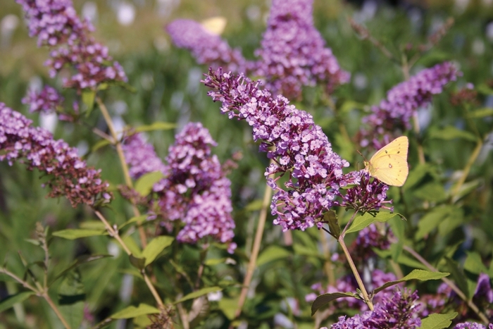 Butterfly Bush - Buddleia davidii 'Pink Delight' Butterfly Bush - Buddleia davidii 'Pink Delight'