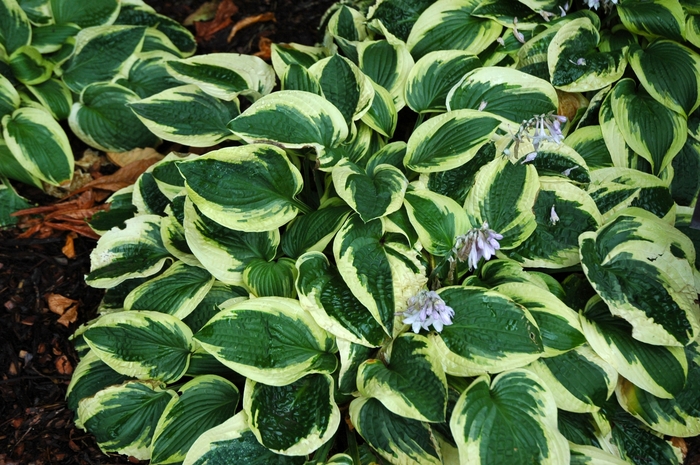 Plantain Lily - Hosta 'Wide Brim'