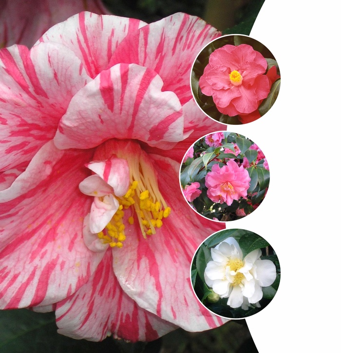 Camellia - Multiple Varieties