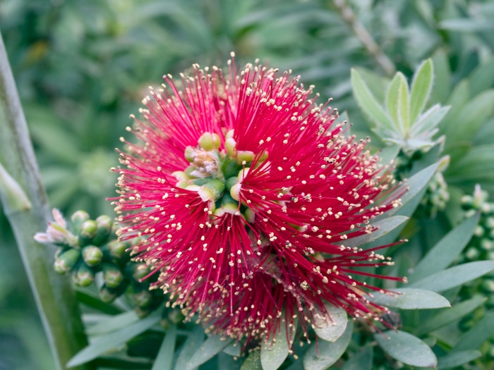 Dwarf Bottle Brush - Callistemon 'Little John' Dwarf Bottle Brush - Callistemon 'Little John'
