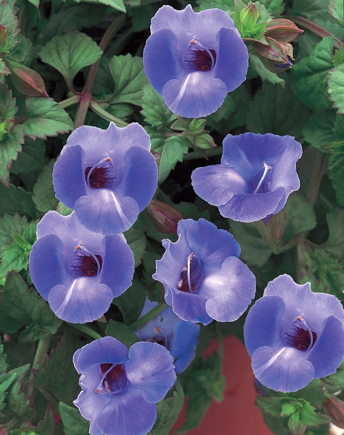 Blue - Torenia hybrid 'Wishbone Flower'