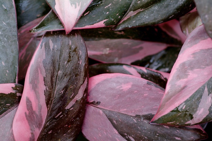 Pink Princess Philodendron - Philodendron erubescens 'Pink Princess'