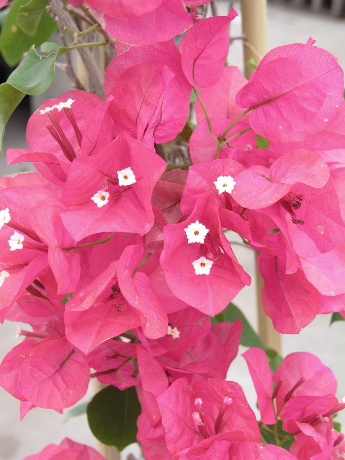 Bougainvillea - Bougainvillea 'Barbara Karst' Bougainvillea - Bougainvillea 'Barbara Karst'
