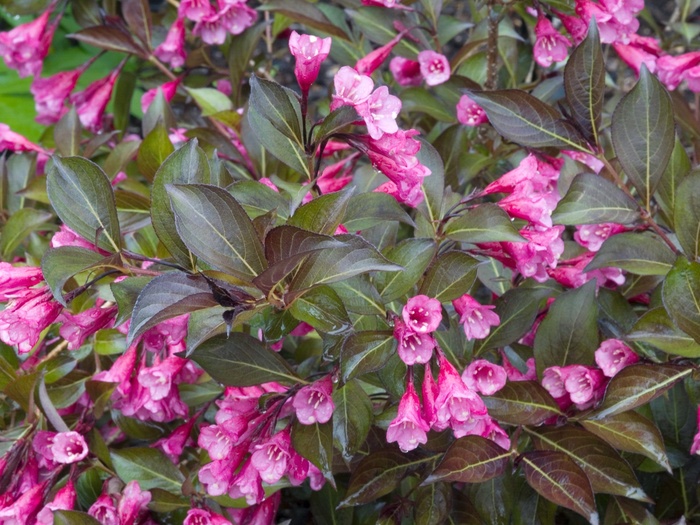 Dark Horse Weigela - Weigela 'Dark Horse' Dark Horse Weigela - Weigela 'Dark Horse'