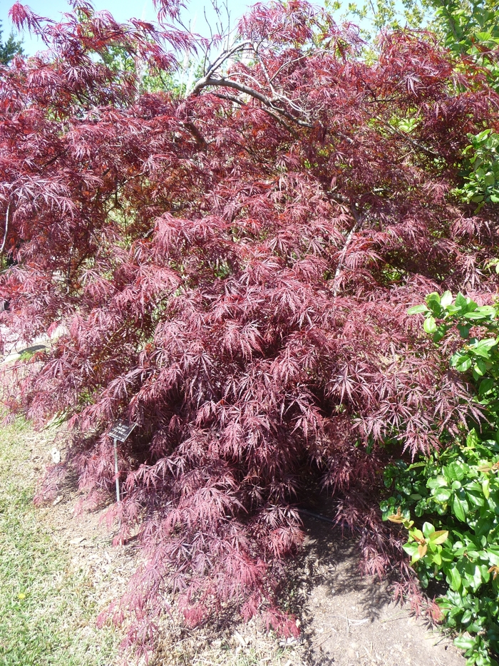 Japanese Maple - Acer palmatum 'Tamukeyama'