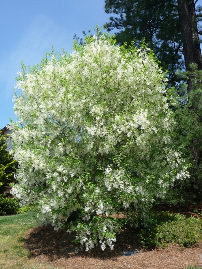 Fringetree - Chionanthus virginicus