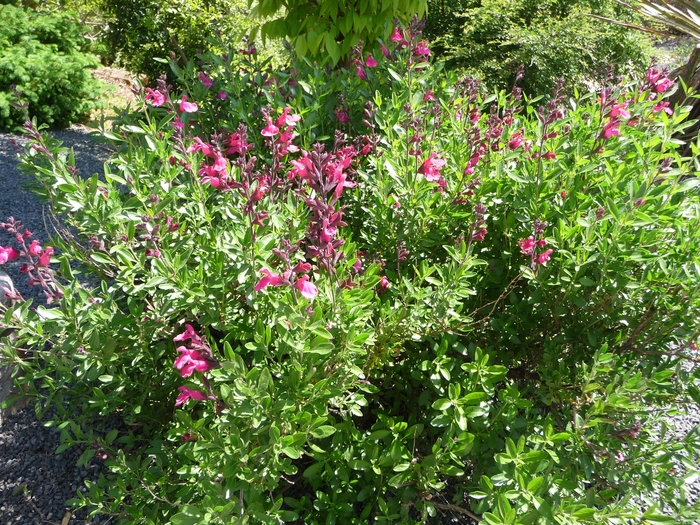 Autumn Sage - SALVIA greggii 'Pink Preference'