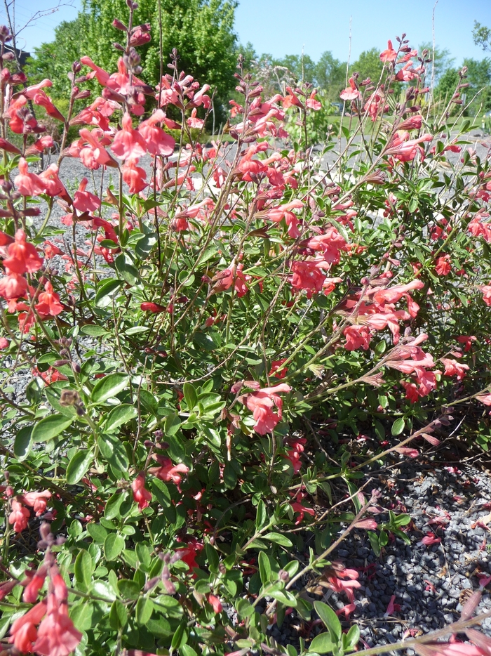 Red Autumn Sage - Salvia greggii 'Red'