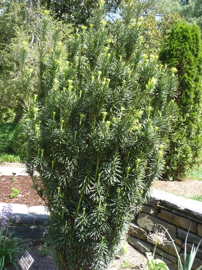 Irish Yew - Taxus baccata 'Fastigiata'