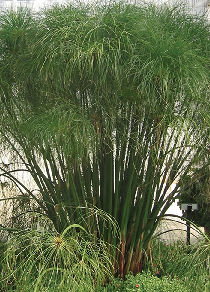 Umbrella Grass - Cyperus papyrus 'King Tut®'