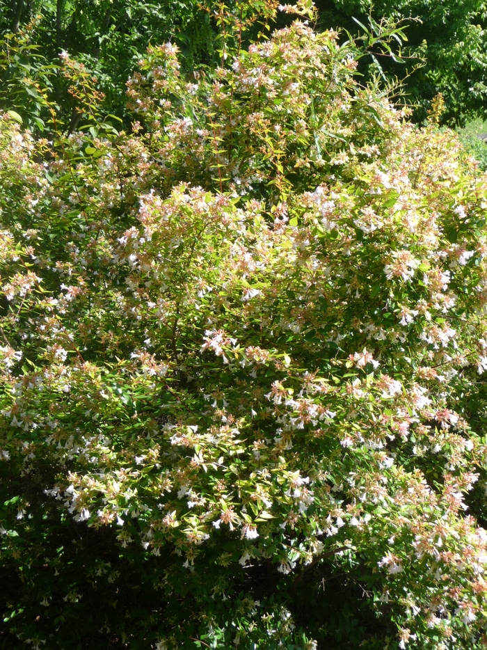 'Francis Mason' Abelia - Abelia x grandiflora 