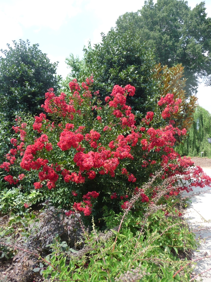 Red Rocket® Crape Myrtle - Lagerstroemia indica 'Whit IV'