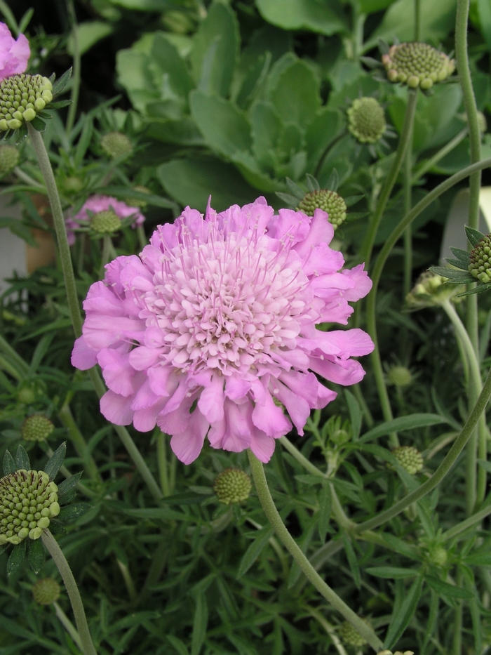 Pincushion Flower - Scabiosa 'Pink Mist' Pincushion Flower - Scabiosa 'Pink Mist'